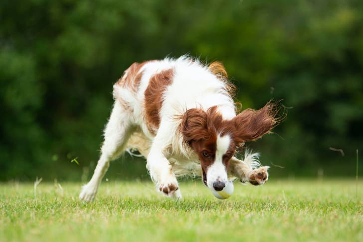 Un Setter Irlandais Rouge et Blanc en train de courir après une balle dans un parc