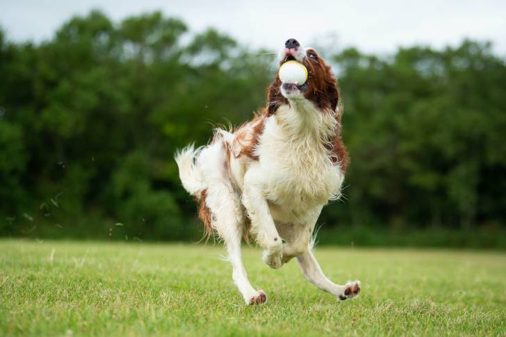 Un Setter Irlandais Rouge et Blanc en train de jouer dans un parc
