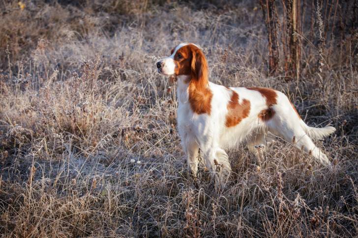 Un Setter Irlandais Rouge et Blanc en train de se promener dans la nature 