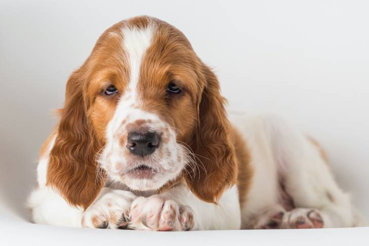 Un chiot Setter Irlandais Rouge et Blanc