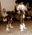 Hope - Chien Chinois à Crête (2 ans)