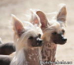 Lady Adaezea et Lady Arousha - Pays Bas DCL - Chien Chinois à Crête