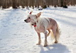 Un Chien Chinois à Crête debout dans la neige en hiver
