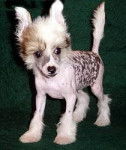 Louloutte - Chien Chinois à Crête (2 mois)