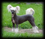 Ficelle - Chien Chinois à Crête (3 mois)