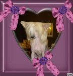 MA Julia - Chien Chinois à Crête (2 ans)