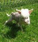 mimi - Chien Chinois à Crête (3 mois)