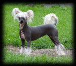 Barbara - Chien Chinois à Crête (2 ans)