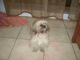 Caramel - Chien Chinois à Crête Mâle (1 an)