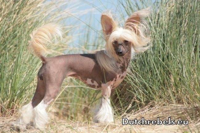 Lady Adaezea de DCL - Elevage Pays Bas - Chien Chinois à Crête