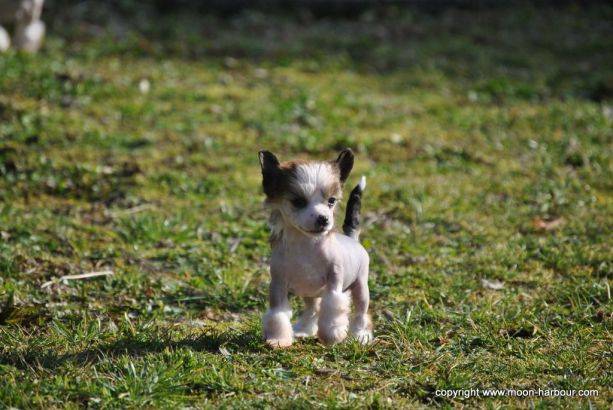 Moon Harbour Final Fantasy - Chien Chinois à Crête
