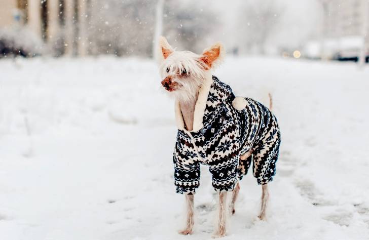 Le Chien Chinois à Crête