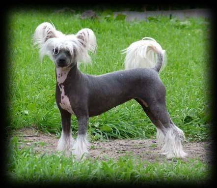 Ficelle - Chien Chinois à Crête Femelle (3 mois)