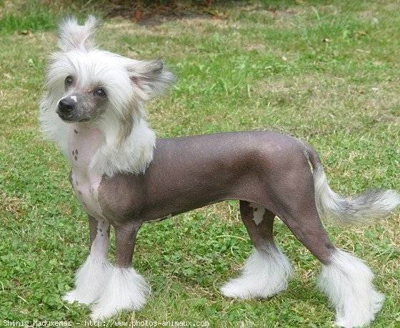 Casper - Chien Chinois à Crête Mâle (3 mois)