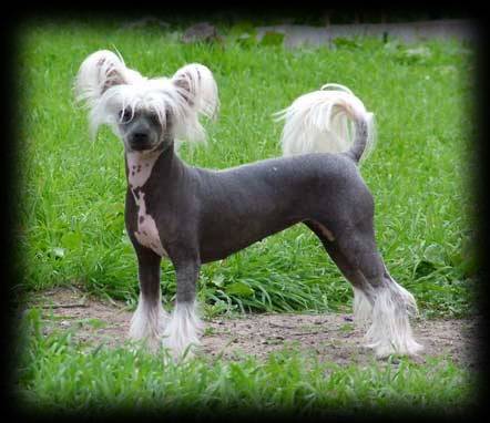 Barbara - Chien Chinois à Crête Femelle (2 ans)