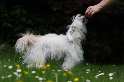 Comment éduquer un chien rebelle