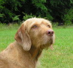 Aliz - Vizsla à Poil Dur