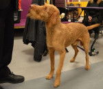 Photo Vizsla à Poil Dur