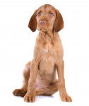 Photo Vizsla à Poil Dur