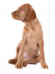 Photo Vizsla à Poil Dur