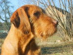 Photo Vizsla à Poil Dur