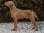 Photo Vizsla à Poil Dur