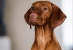 Photo Vizsla à Poil Dur