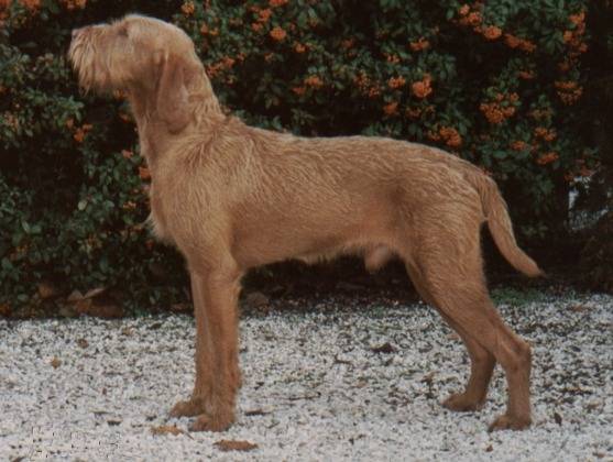 Photo Vizsla à Poil Dur