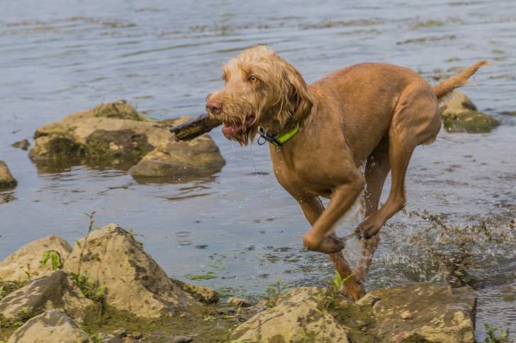 Photo Vizsla à Poil Dur