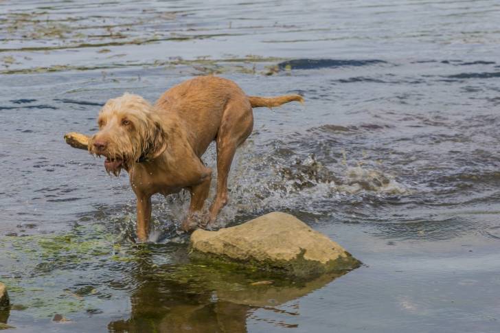 Photo Vizsla à Poil Dur