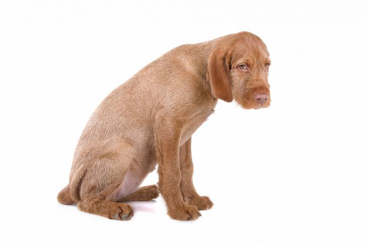 Photo Vizsla à Poil Dur