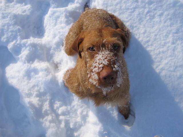 Photo Vizsla à Poil Dur