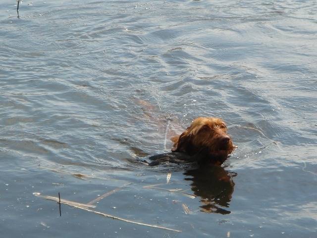 Photo Vizsla à Poil Dur