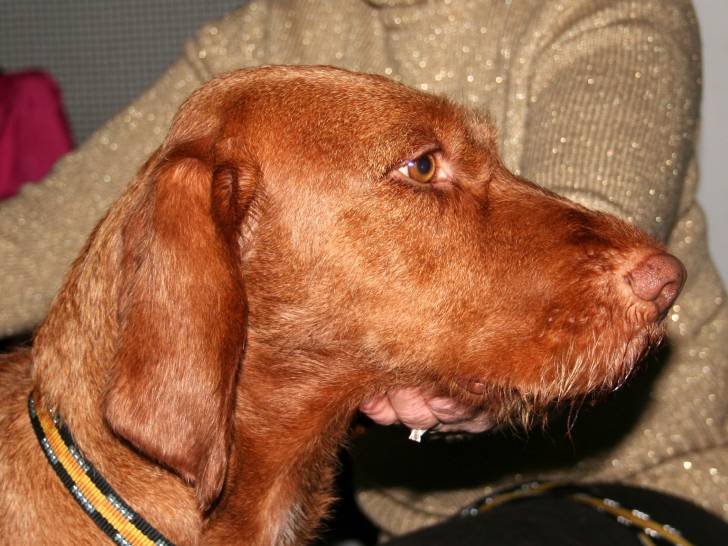 Photo Vizsla à Poil Dur