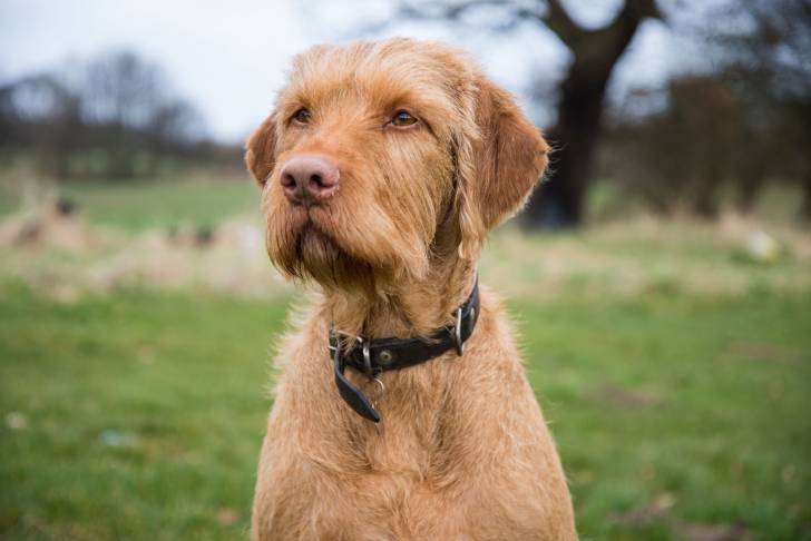 Photo Vizsla à Poil Dur