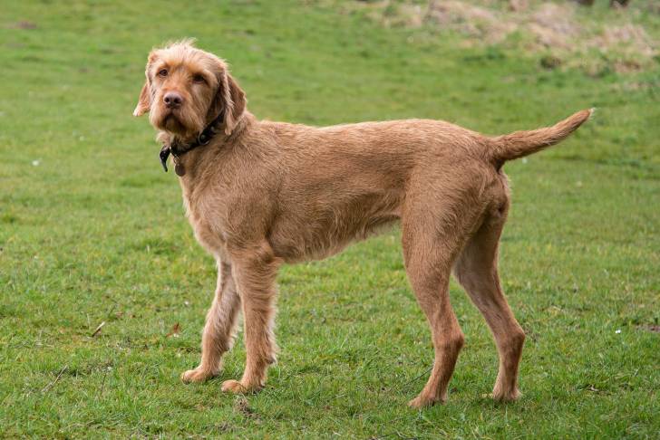 Photo Vizsla à Poil Dur