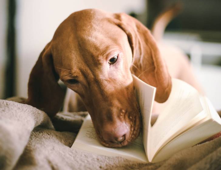 Photo Vizsla à Poil Dur