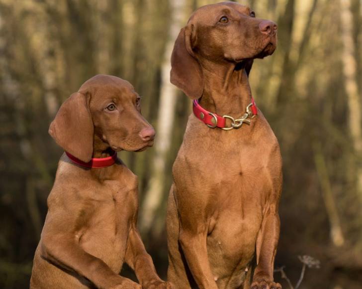 Photo Vizsla à Poil Dur