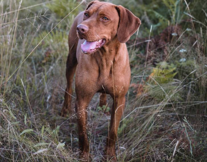 Photo Vizsla à Poil Dur