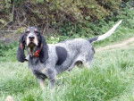 Basset Bleu de Gascogne - Basset Bleu de Gascogne