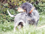 Basset Bleu de Gascogne - Basset Bleu de Gascogne