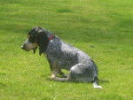 basset bleu de gascogne - Basset Bleu de Gascogne