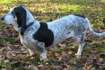 Photo Basset Bleu de Gascogne