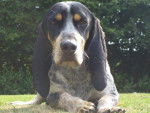ELYUM Basset bleu de gascogne - Basset Bleu de Gascogne
