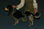 Photo Basset Bleu de Gascogne