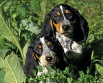 Photo Basset Bleu de Gascogne