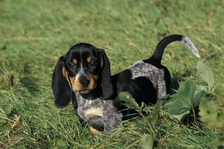 Photo Basset Bleu de Gascogne