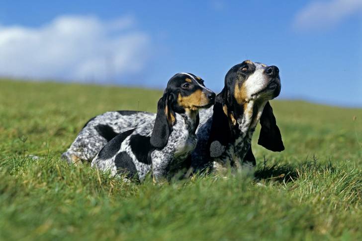 Photo Basset Bleu de Gascogne
