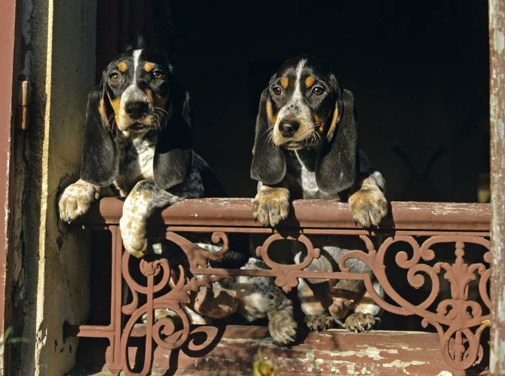 Photo Basset Bleu de Gascogne