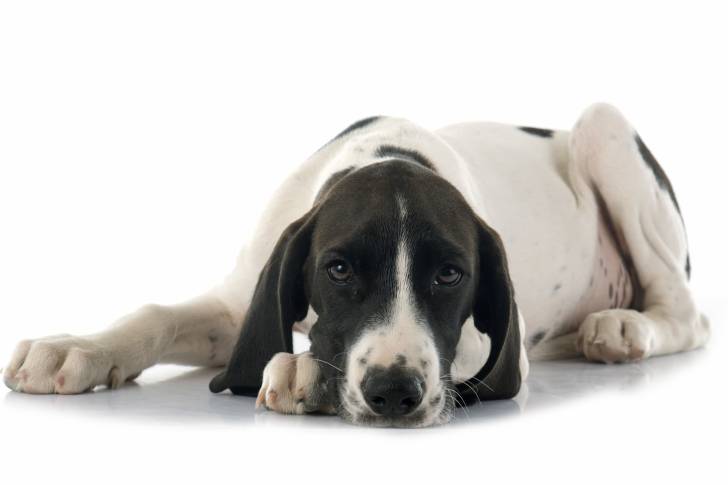 Photo Berger d'Auvergne